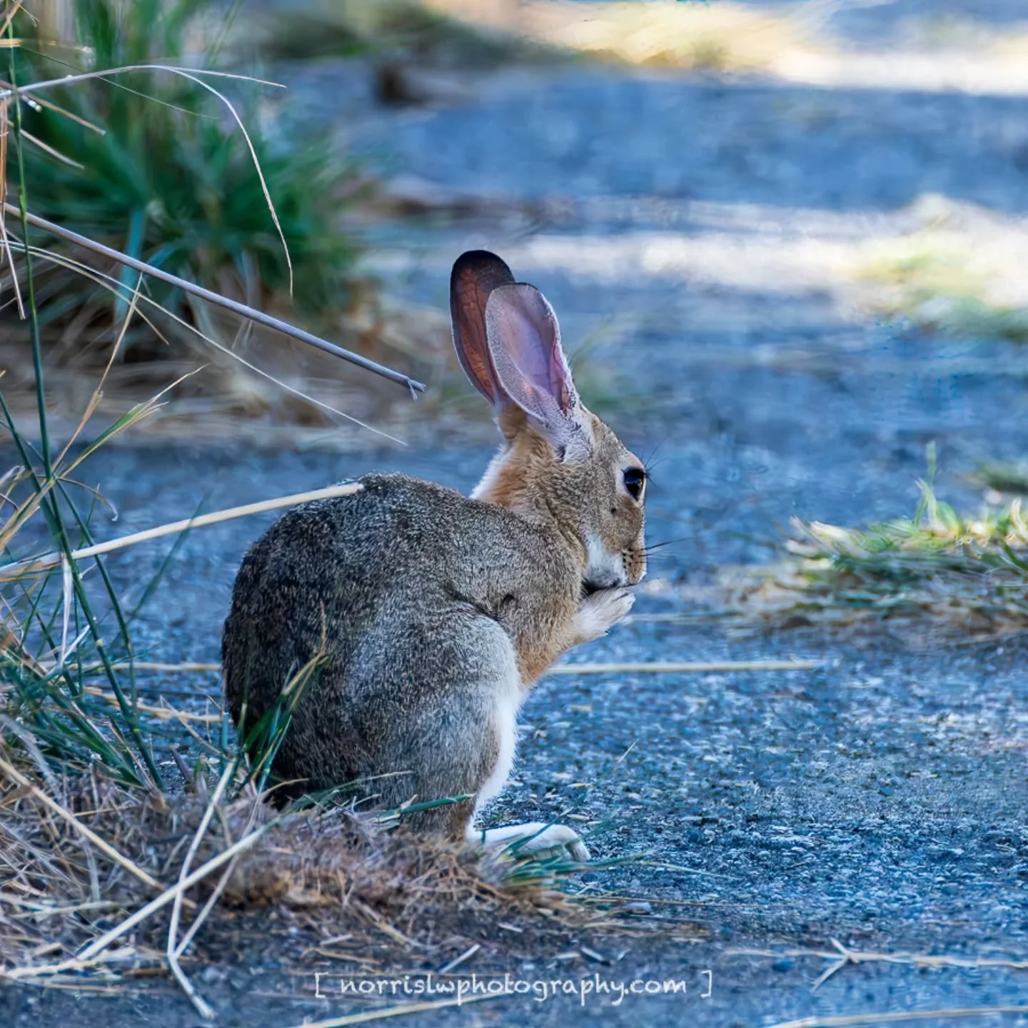 Alone sitting in the corner, enjoying some snacks 🐇

#tuesdaymotivation 
#rabbit #wildlifephotography 
#shoreline 
#sjc
#naturephotography 
#spreadingaloha 
#ighawaii