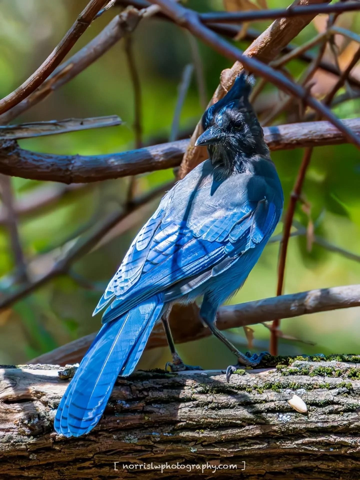 A walk in the park with some Blues 💙 

#unfolding #justwingit
#bluejay
#adventureawaits
#travelsoul
#wingspan #wingsofinspiration 
#takeflight #skybound 
#beautyinflight 
#peacefulmoments #spreadyourwings 
#spreadingaloha 
#ighawaii 
#ig_naturelover