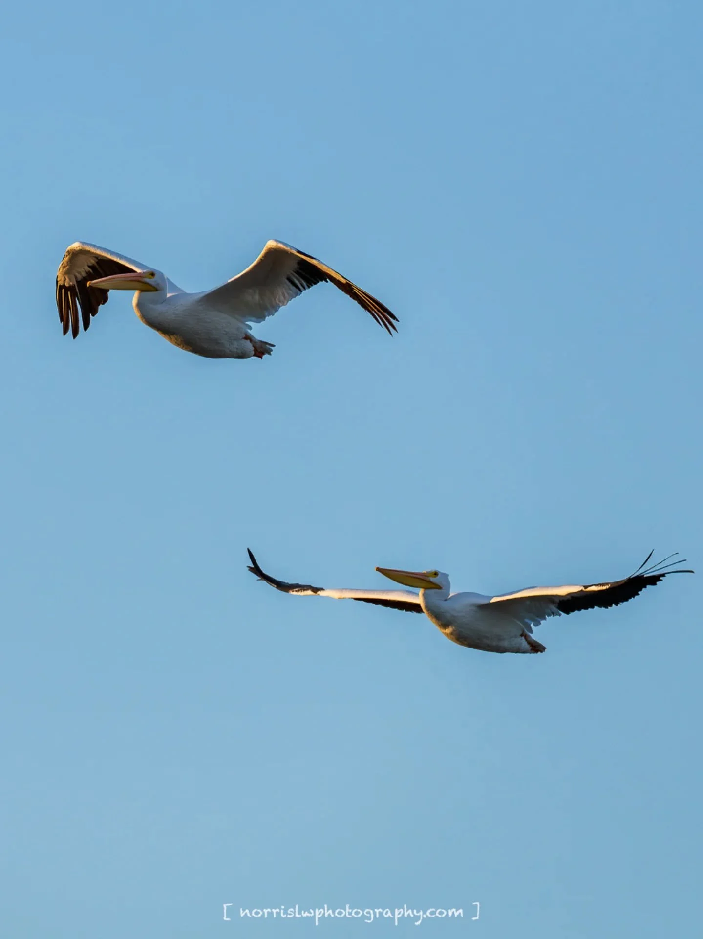 Flying low 🤙

#unfolding #justwingit
#birdsnotmosquitoes
#adventureawaits
#travelsoul
#wingspan #wingsofinspiration 
#takeflight #skybound 
#beautyinflight 
#peacefulmoments #spreadyourwings 
#spreadingaloha 
#ighawaii 
#ig_naturelovers 
#birdlovers