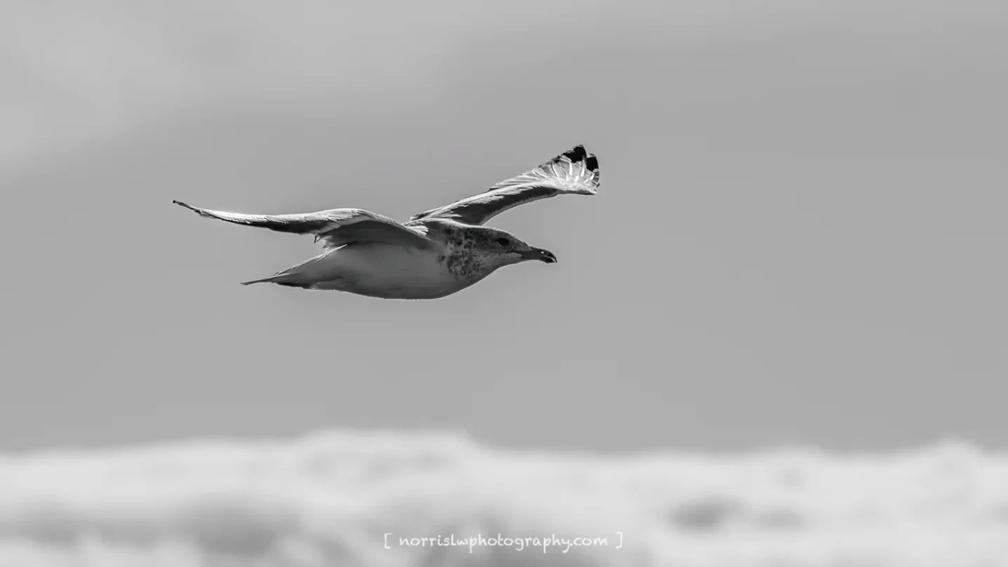 Happy Aloha Friday 🤙 

Unfolding, trusting the wind, adventure awaits 🤙

#unfolding #justwingit
#birdsnotmosquitoes
#birdtober
#alohafriday🌺
#beautifulday☀️
#adventureawaits
#travelsoul
#wingspan #wingsofinspiration 
#takeflight #skybound 
#beauty