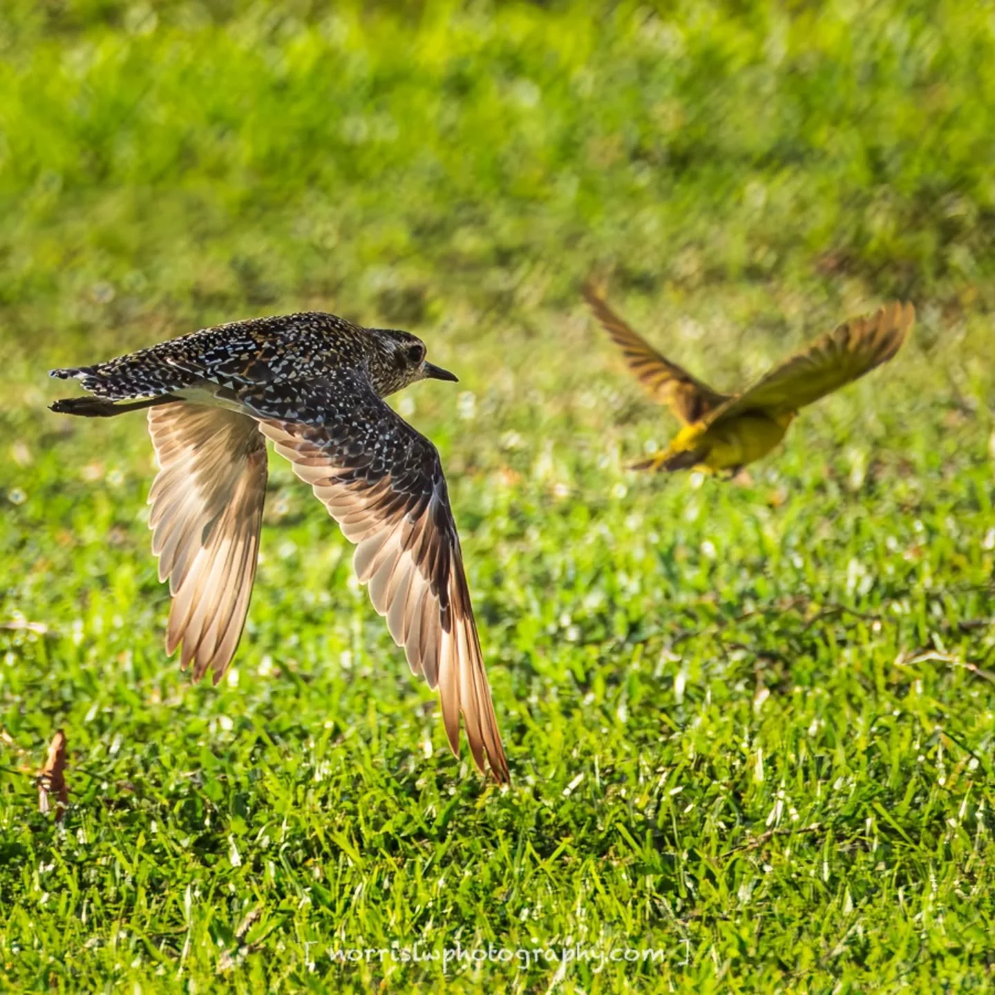 Early morning chase, is it really Monday? 😎

#alohamonday
#kolea #birdtober
#birdphotography
#unfolding #justwingit
#mondaymotivation #mondaymood 
#adventureawaits
#travelsoul
#wingspan #wingsofinspiration 
#takeflight #skybound 
#beautyinflight 
#p