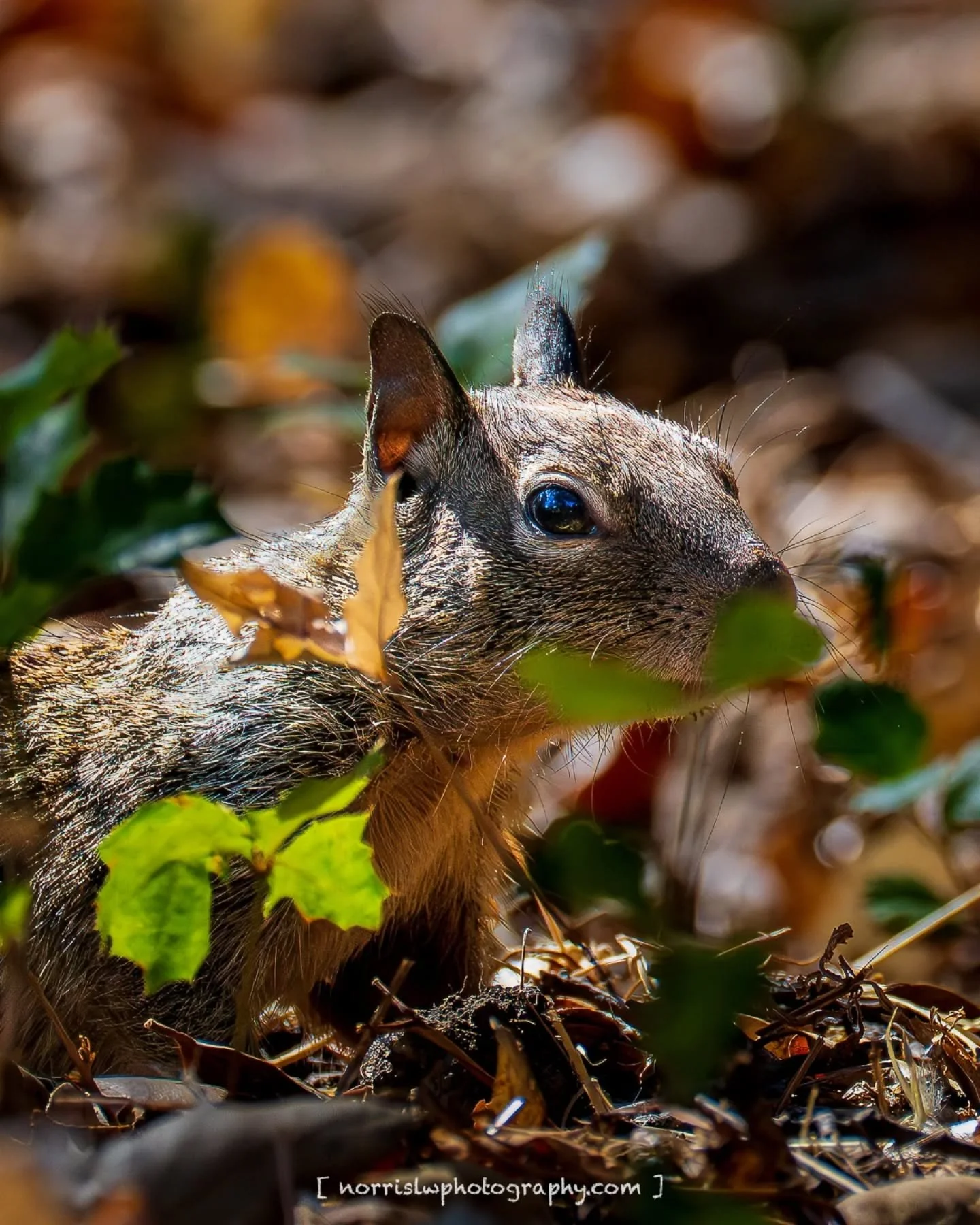 Venturing in the woods...

#squirrel #sjc
#inthewoods 
#naturephotography 
#wildlifephotography 
#ighawaii 
#ig_naturelovers