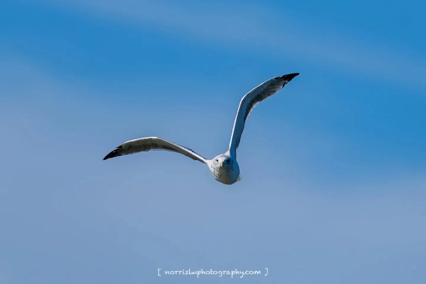 Flying with the flow 😎

#unfolding #justwingit
#mondaymotivation #mondaymood 
#adventureawaits
#travelsoul
#wingspan #wingsofinspiration 
#takeflight #skybound 
#beautyinflight 
#peacefulmoments #spreadyourwings 
#spreadingaloha 
#ighawaii 
#ig_natu