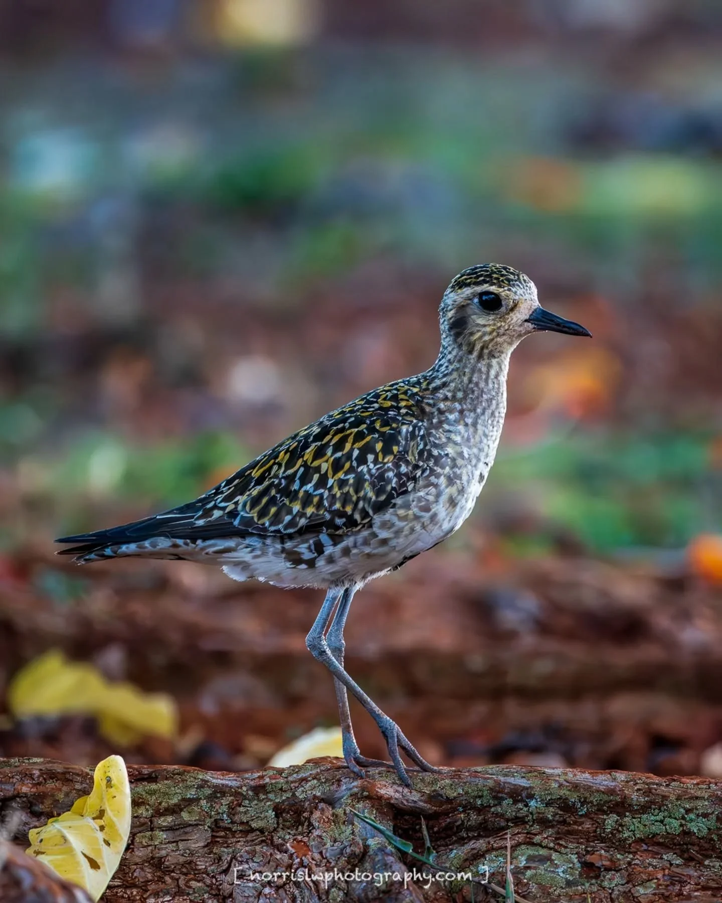 Mid October striking pose 🐥

#kolea 
#pacificgoldenplover 
#wednesday 
#midoctober 
#birdsnotmosquitoes 
#birdtober25
#birdsofhawaii 
#birdphotography 
#ighawaii 
#naturephotography