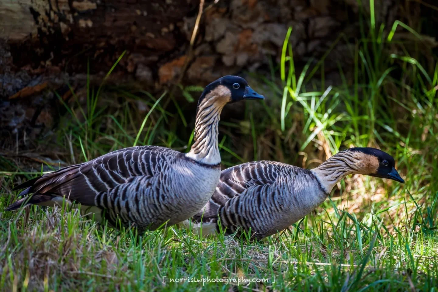 Walking buddies 🪿

#nene
#maui
#birdtober25 #birdtober
#birdsnotmosquitoes
#hosmergrove #maui
#birdphotography
#birdofhawaii 
#ighawaii