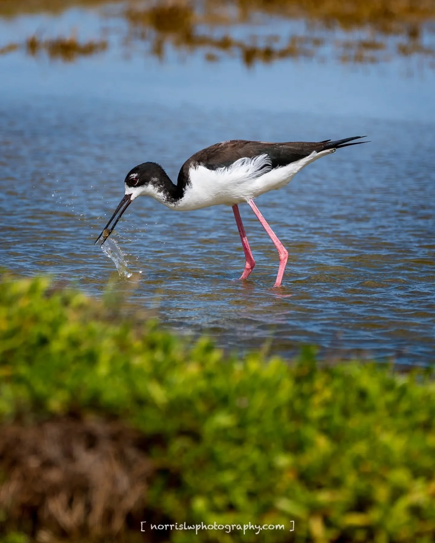 Weekend catch of the day 🤙 

#aeo #maui
#birdtober25 #birdtober
#birdsnotmosquitoes
#birdphotography 
#honeycreeper 
#birdofhawaii 
#ighawaii