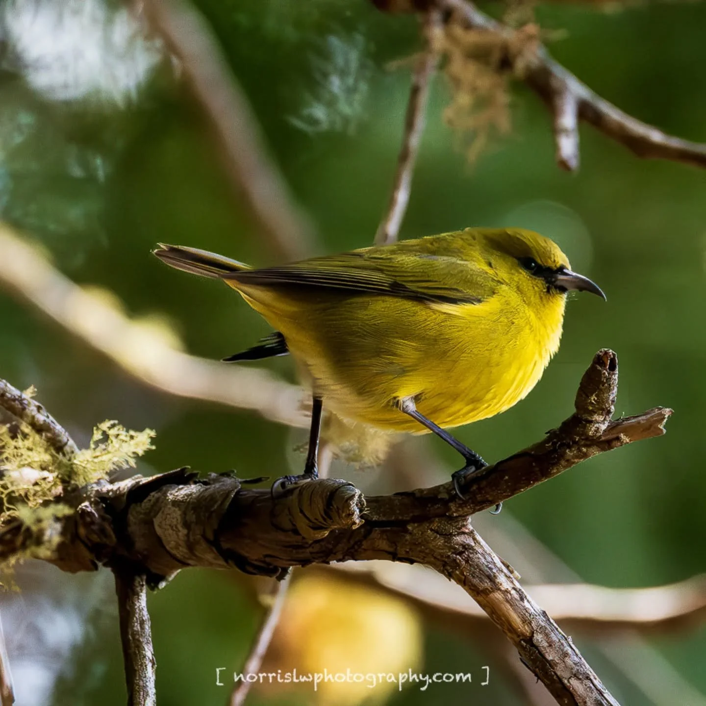 On a bright yellow morning, a walk in the forest and listening to some bird songs 🥰

#amakihi
#birdtober25 #birdtober
#birdsnotmosquitoes
#hosmergrove #maui
#birdphotography 
#honeycreeper 
#birdofhawaii 
#ighawaii