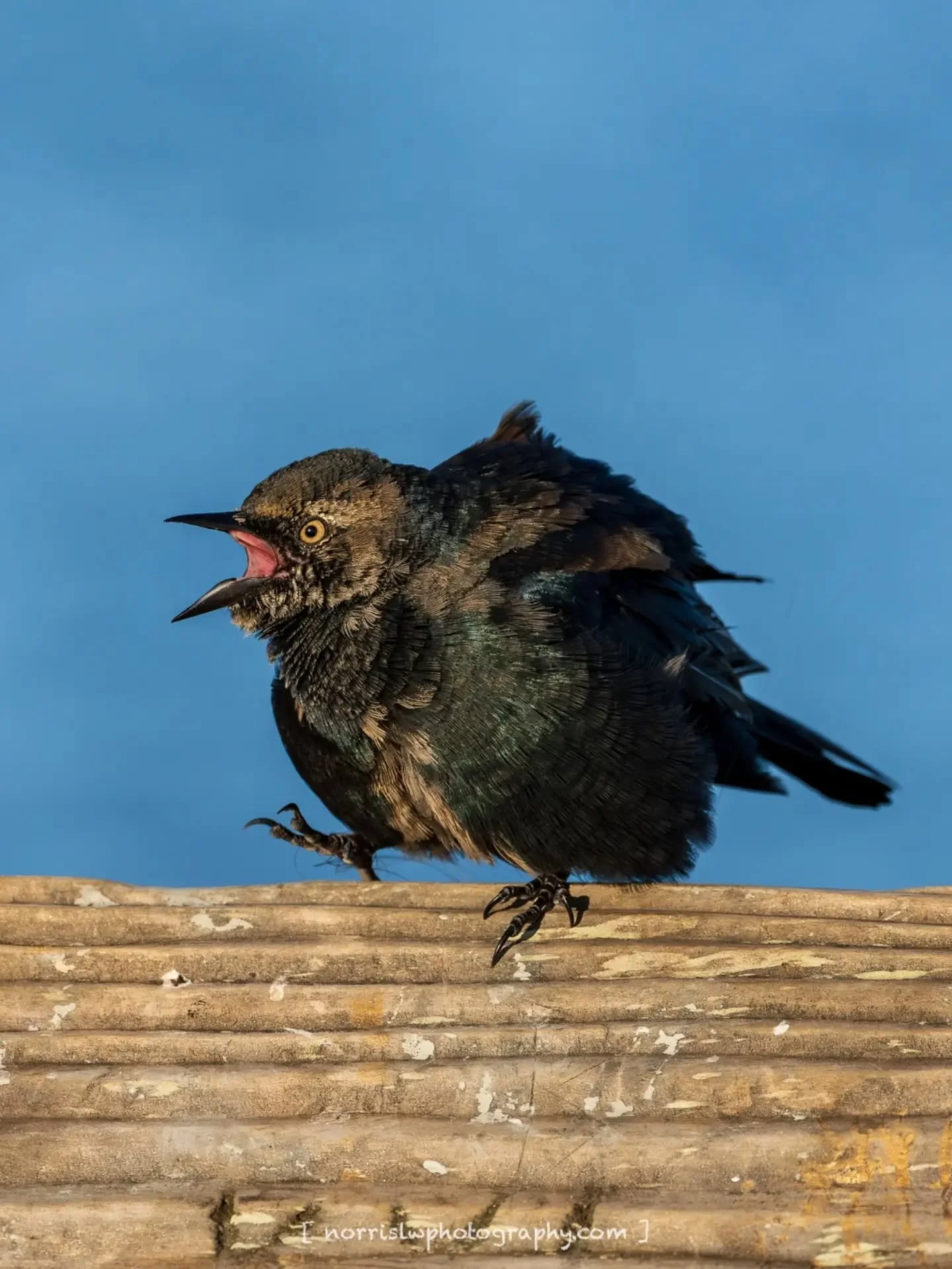 Along the shoreline, next stop for a new adventure...

#unfolding #justwingit
#birdtober #birdtober25
#adventureawaits
#travelsoul
#wingspan #wingsofinspiration 
#takeflight #skybound 
#beautyinflight 
#peacefulmoments #spreadyourwings 
#spreadingalo