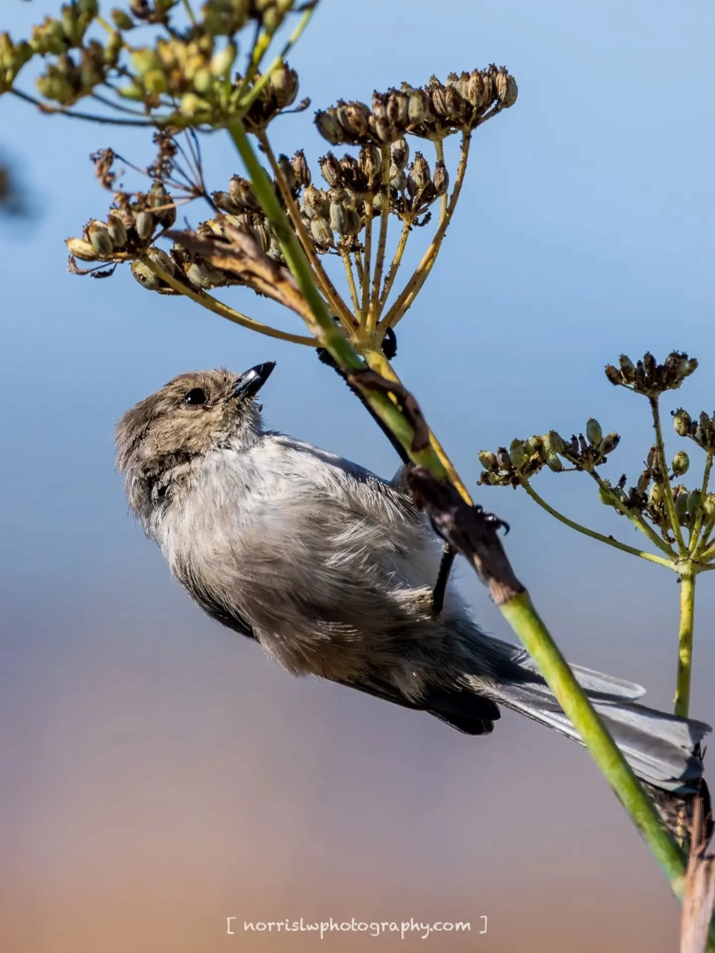 Waltz with the wind 🐦&zwj;⬛

#birdtober2025
#unfolding #justwingit
#adventureawaits
#travelsoul
#wingspan #wingsofinspiration 
#peacefulmoments #spreadyourwings 
#spreadingaloha 
#ighawaii 
#ig_naturelovers 
#birdlovers