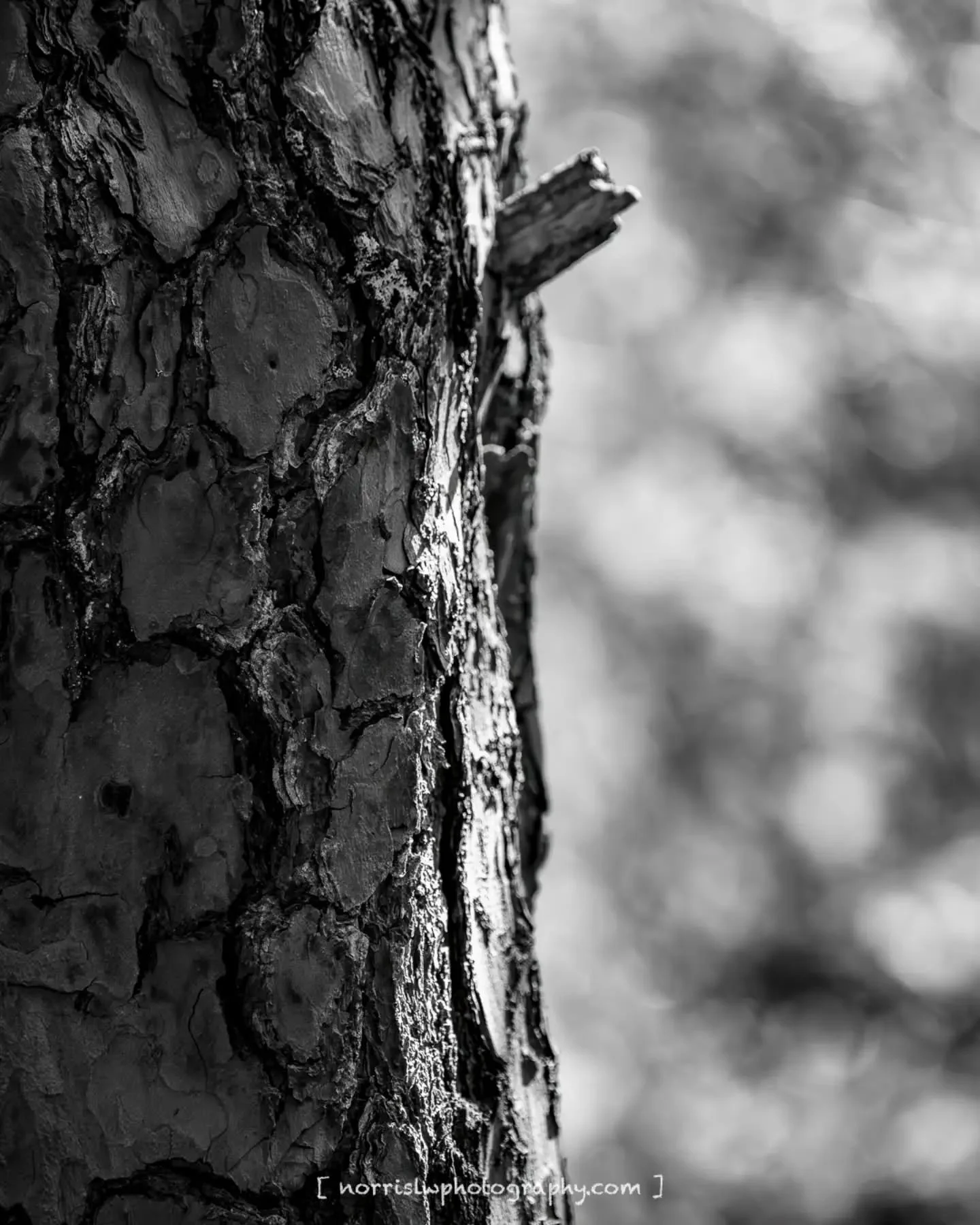 Rooted, each layer carved overtime tells a story, a beauty inside for every season... texture of life and scars...

#treeroot #treebark
#calmness #survival
#stillness
#maui #haleakalanationalpark
#landscapephotography
#unfolding #justwingit
#adventur