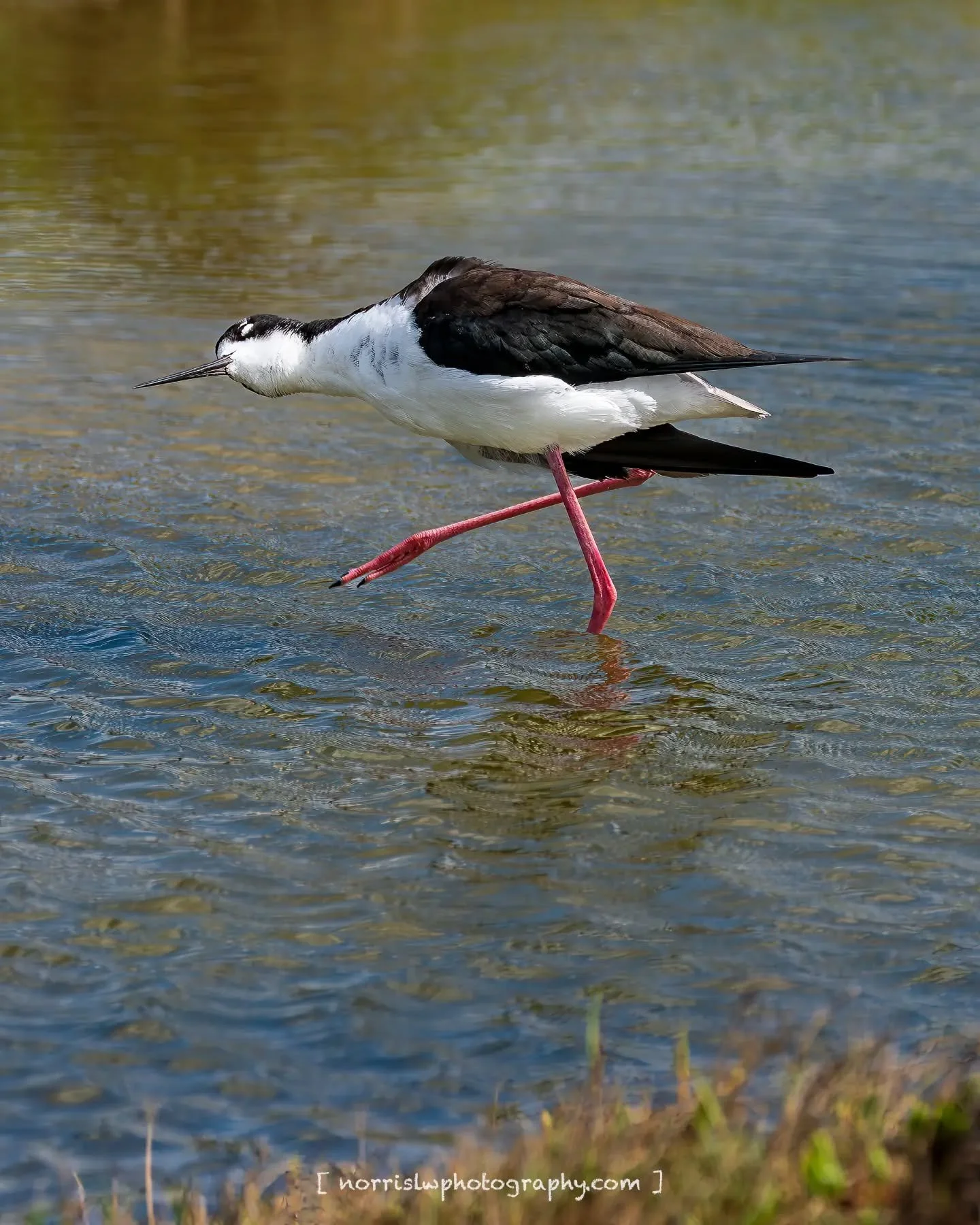 Morning stretching for the new week 🤙 

#alohamonday
#aeo #shorebirds
#blackneckedstilt
#birdphotography 
#naturephotography
#nativehawaiianbirds
#maui #hawaii
#luckywelivehawaii
#islandlife 
#ighawaii