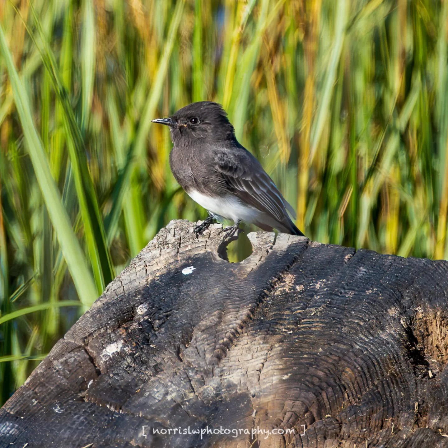 sunbathing and taking it easy 😎🤙

#tuesdaymotivation 
#alohatuesday 
#sjc #spreadingaloha 
#sunbathıng 
#birdlovers
#birdwatchers 
#birdphotography 
#ighawaii 
#ig_bird