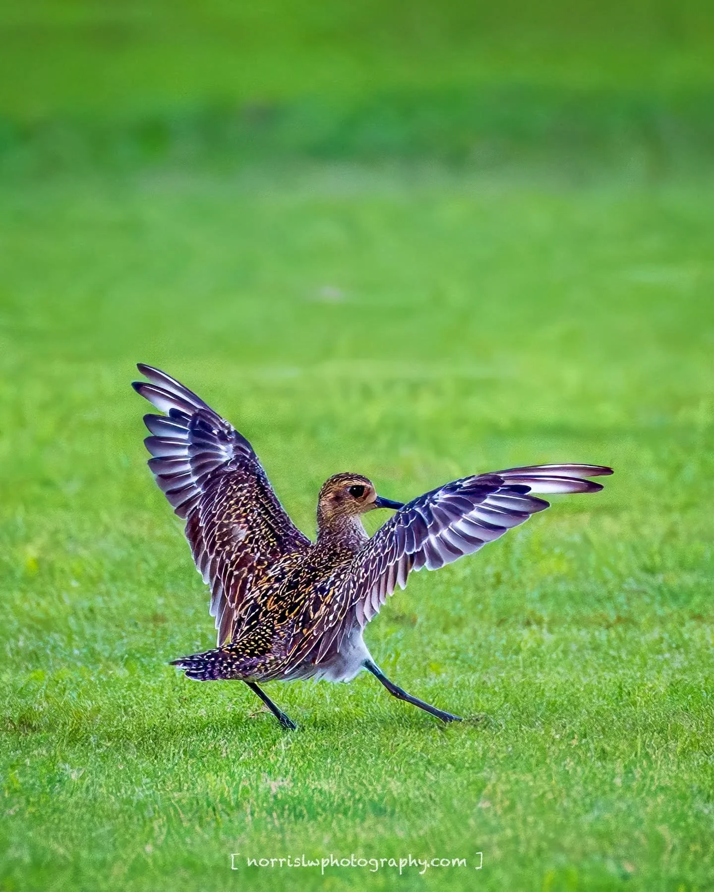 stretching before takeoff 🛫 

Morning snack...

#kolea
#strikeapose📸
#adventureawaits
#stretching
#takeoff✈️
#birdphotography 
#flyaway
#ighawaii 
#ig_naturelovers 
#ig_bird