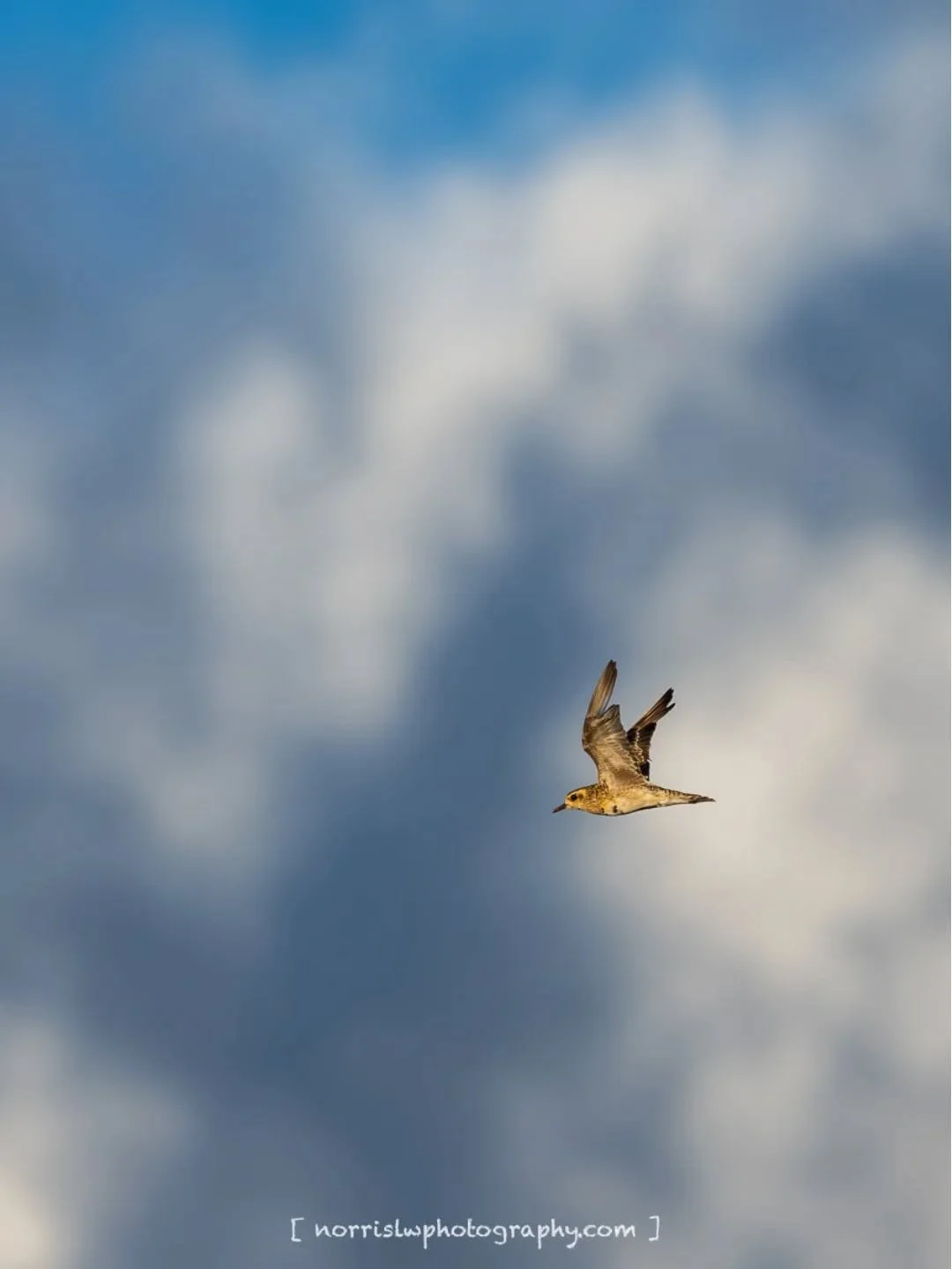 Fleeting moment at golden light 🛫

#adventureawaits
#unfolding #justwingit
#travelsoul
#wingspan #wingsofinspiration 
#takeflight #skybound 
#beautyinflight 
#peacefulmoments #spreadyourwings 
#spreadingaloha 
#ighawaii 
#ig_naturelovers 
#birdlover