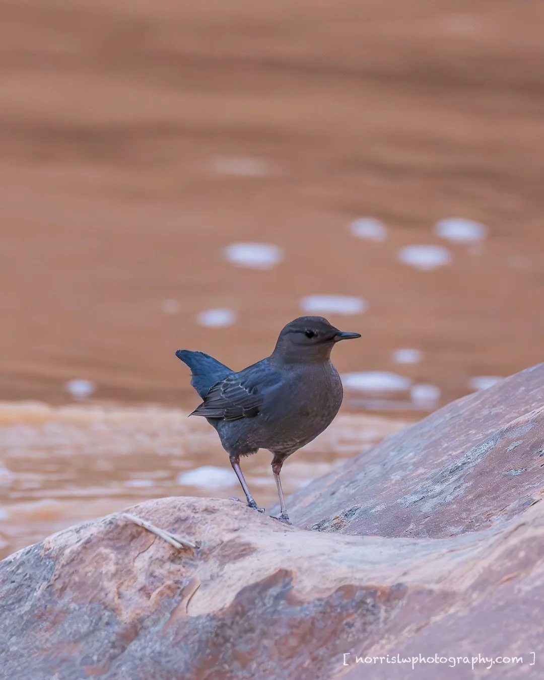 Cruising along the shoreline 🐦&zwj;⬛

#birdphotography #zionnationalpark #naturephotography #aloha