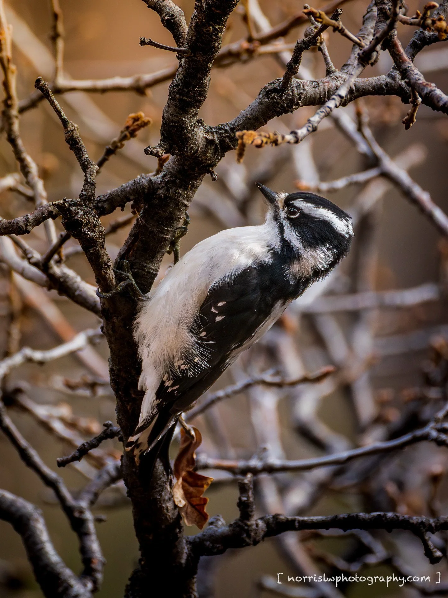 Just doing its thing&hellip;

#birdphotography #woodpeckers #naturephotography #zionnationalpark