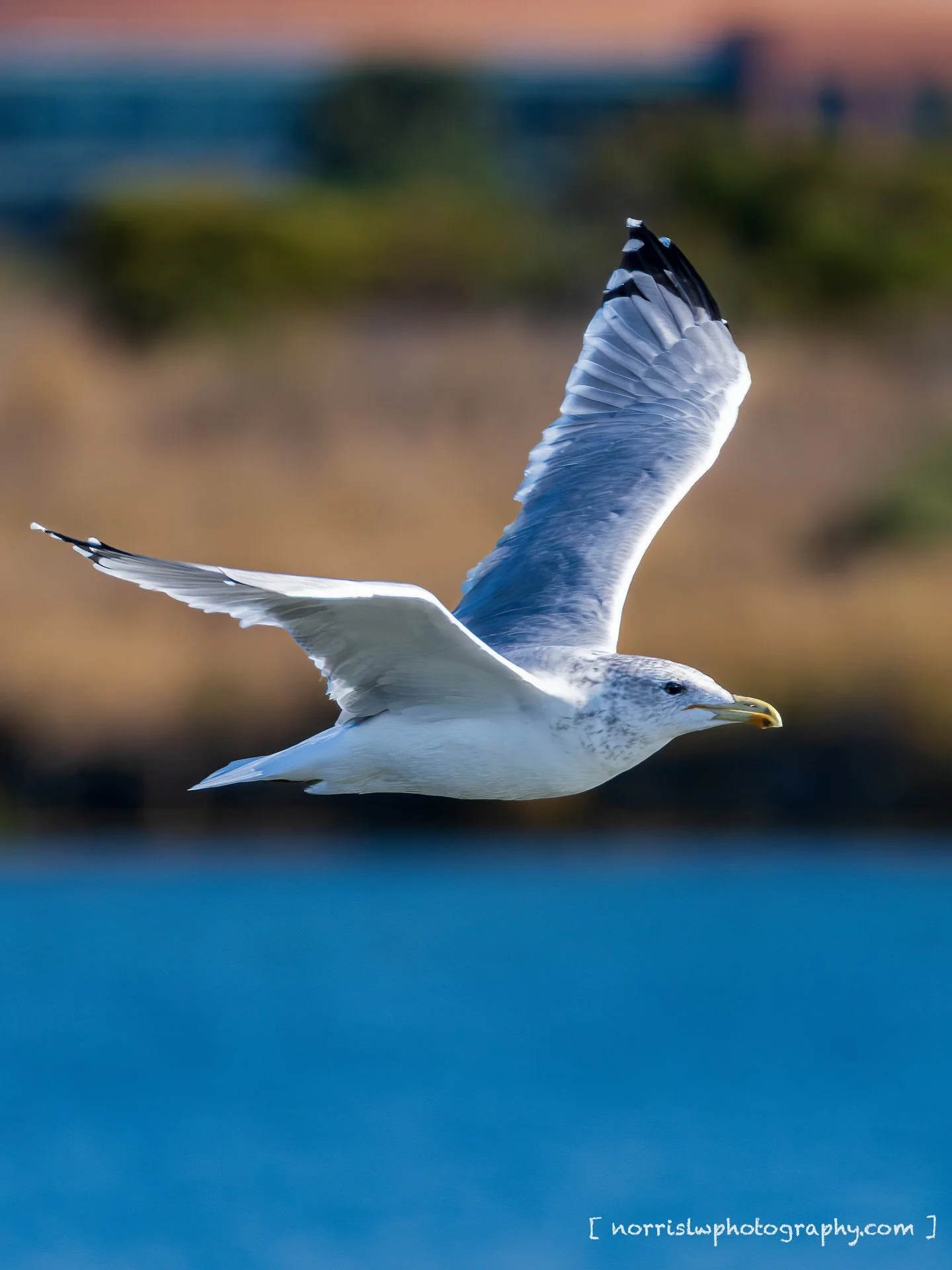 Just fly away 🕊️

#flyaway #birdphotography #ig_nature #naturelife #wildlifephotography