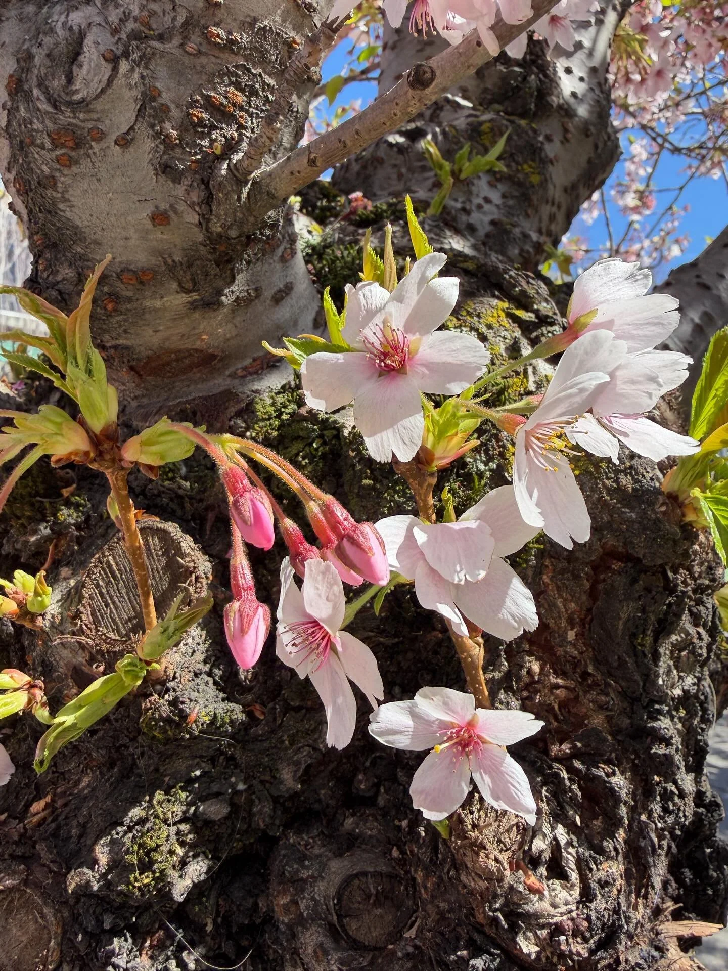 Short walk around Pier 66 and under some dreamy cherry blossoms 🌸 

#portofseattle #seattle #cherryblossoms #seattlewaterfront
