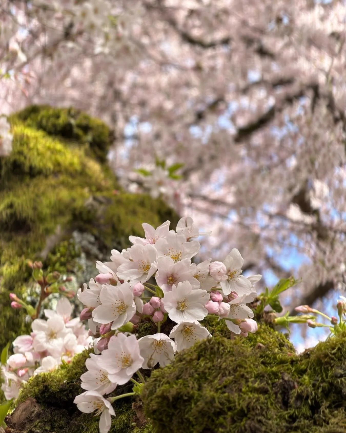 Pink 🌸🌸🌸

#uofwa #cherryblossoms #seattle #naturephotography