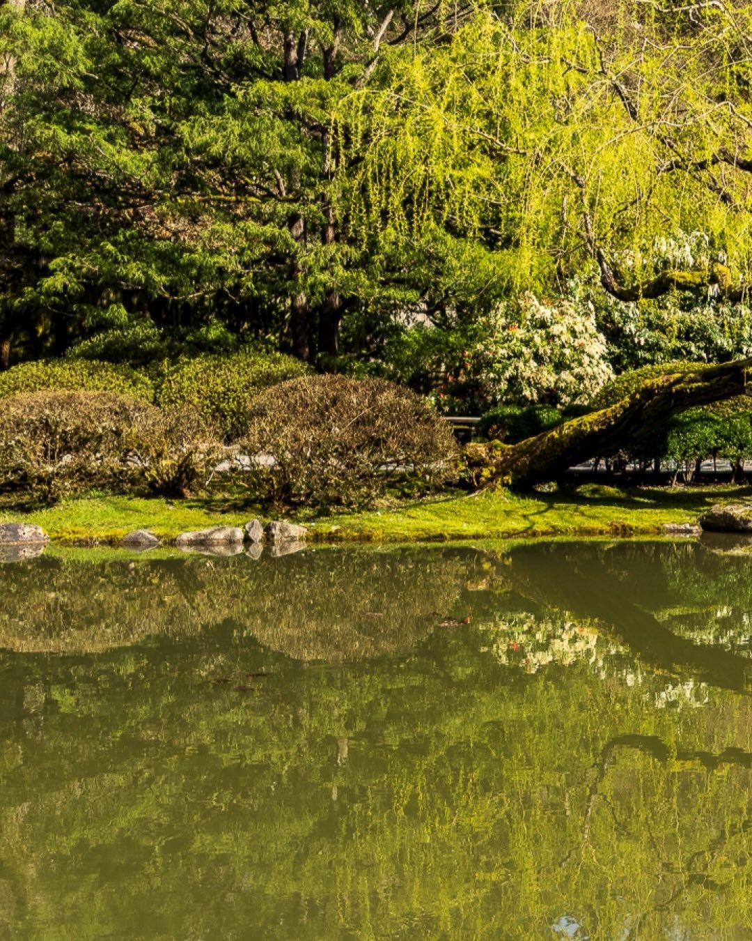 On a relaxing afternoon&hellip;
@koloheboy 🎌 🌲

#japanesegardens #seattle #washingtonaboretum #zen #travel