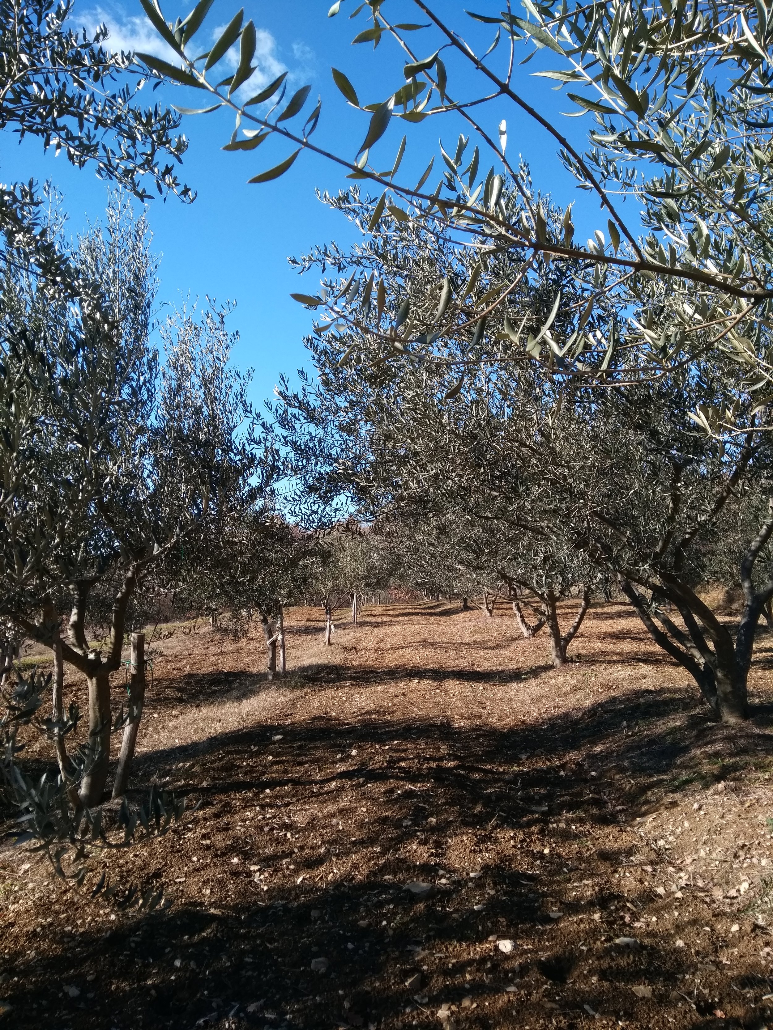 My parents' olive grove in Istria