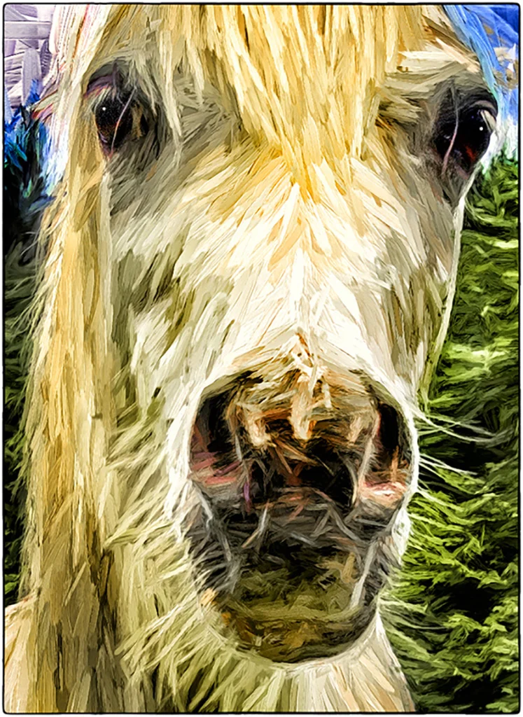 lipizzaner slovenia zoo.jpg