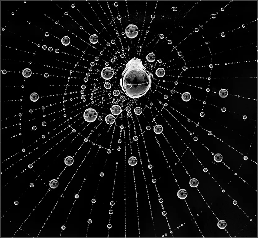 spider web maine zoo.jpg