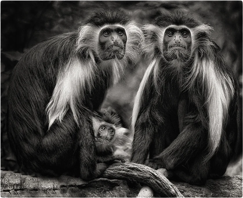 grey monkey fam bw zoo.jpg