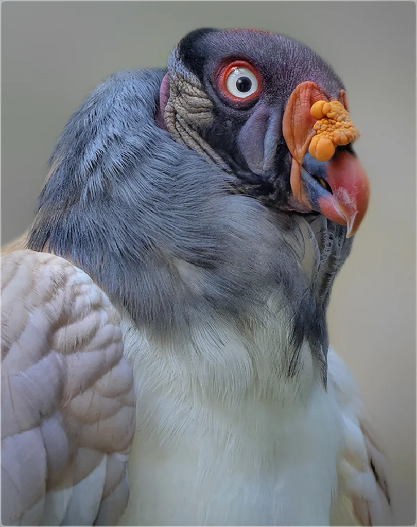 king vulture.JPG
