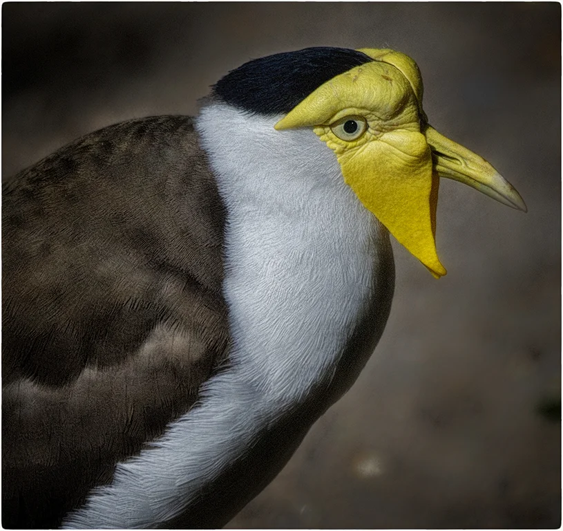leatherhead zoo miami zoo.jpg