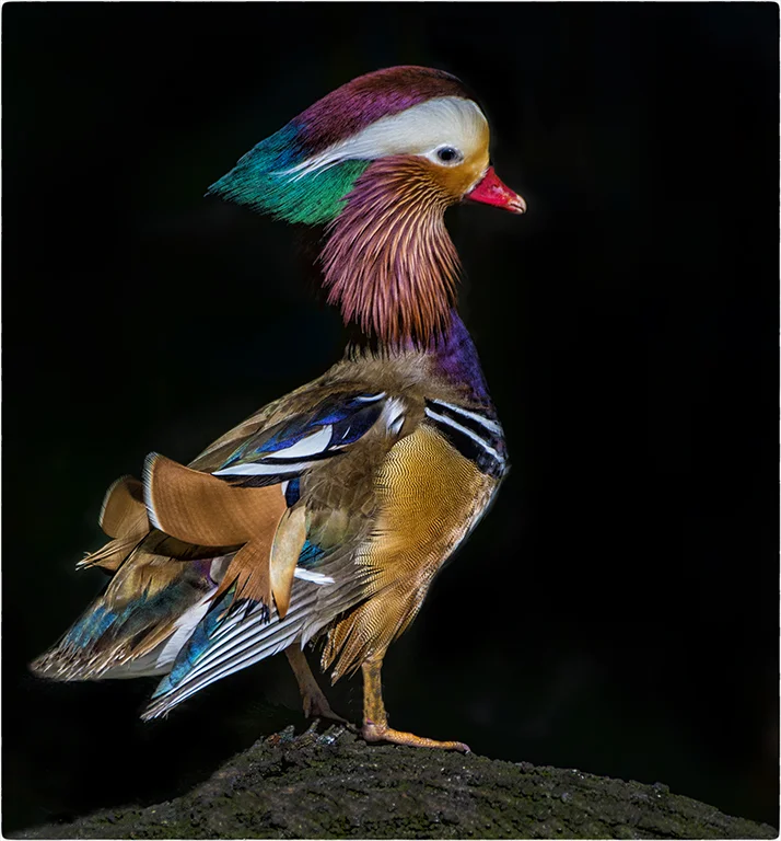 mandarine duck zoo.jpg