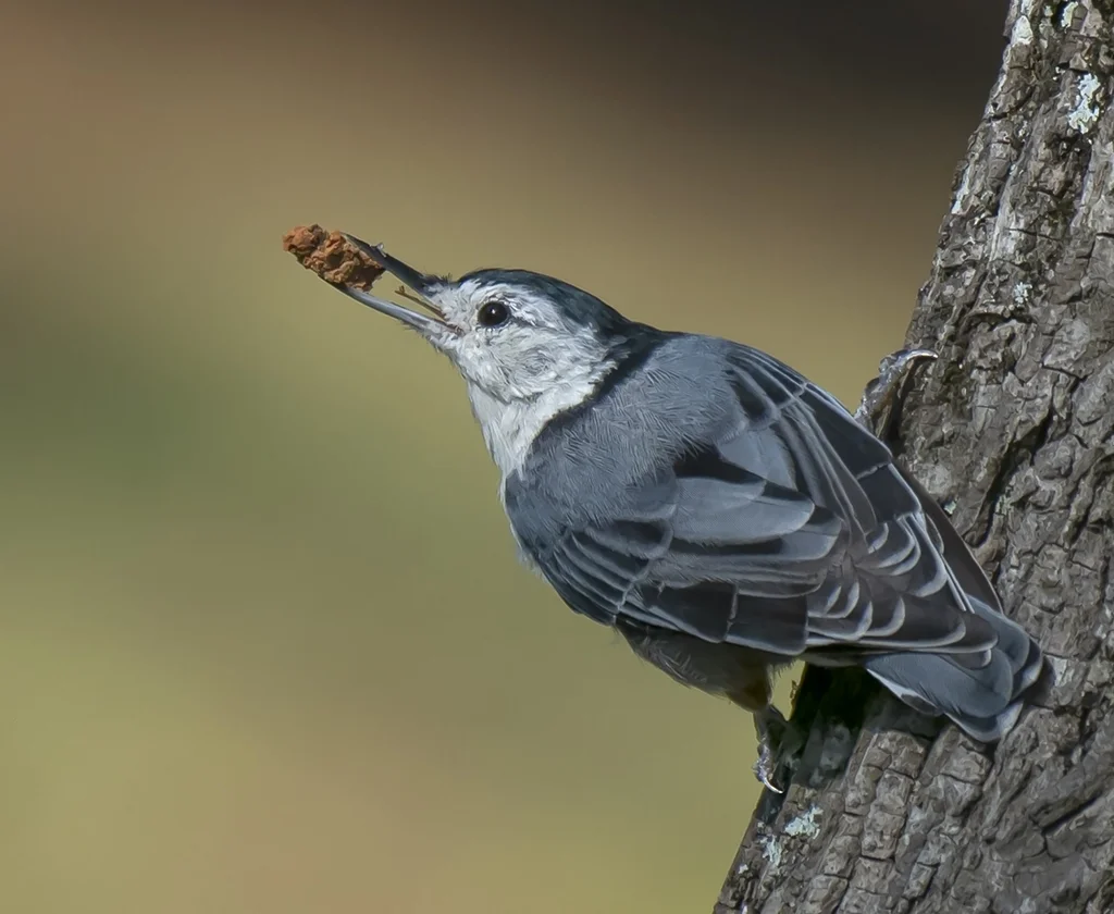 nuthatch with grub.JPG