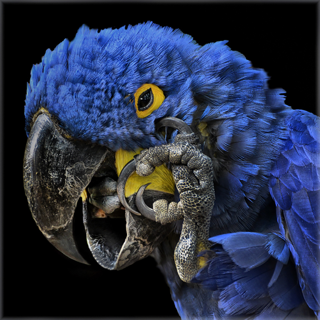 O$Tompkins, Anastasia$Blue Parrot.jpg