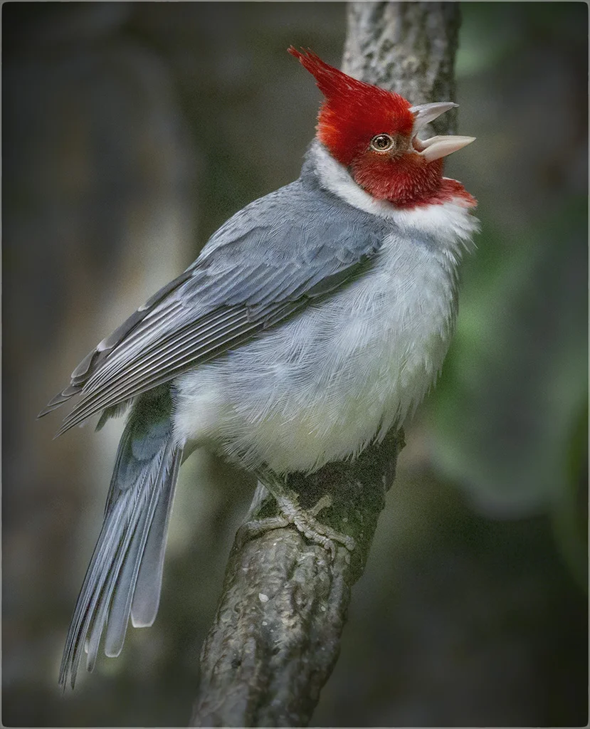 red crested cardinal bronx zoo.jpg