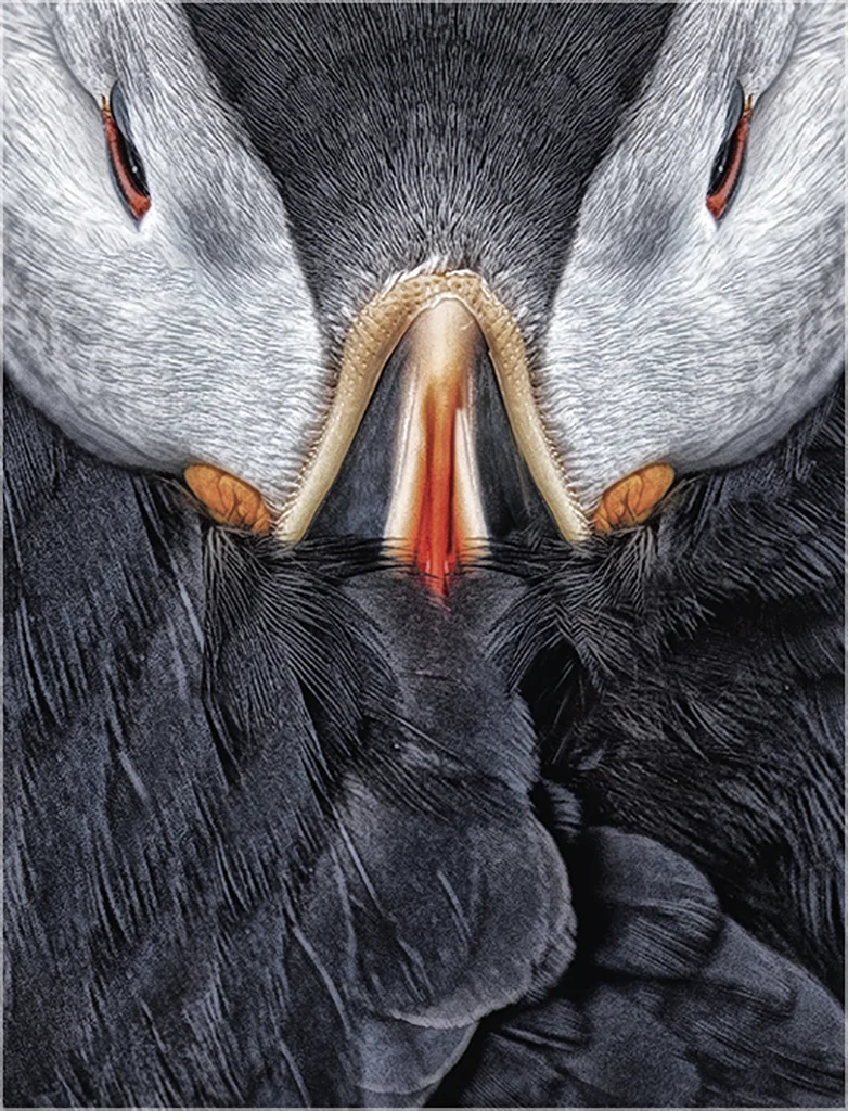 puffin feathers.JPG