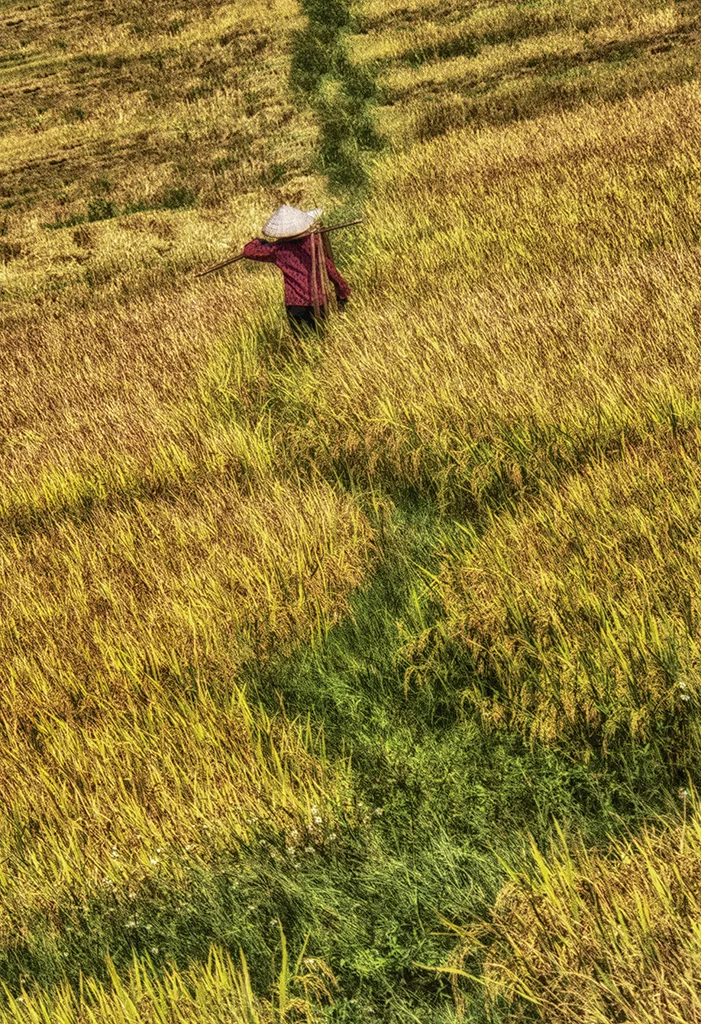 rice field vietnam.jpg