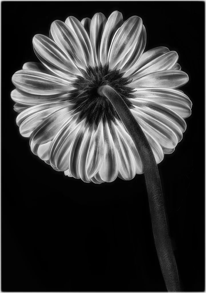 gerber back copy.jpg