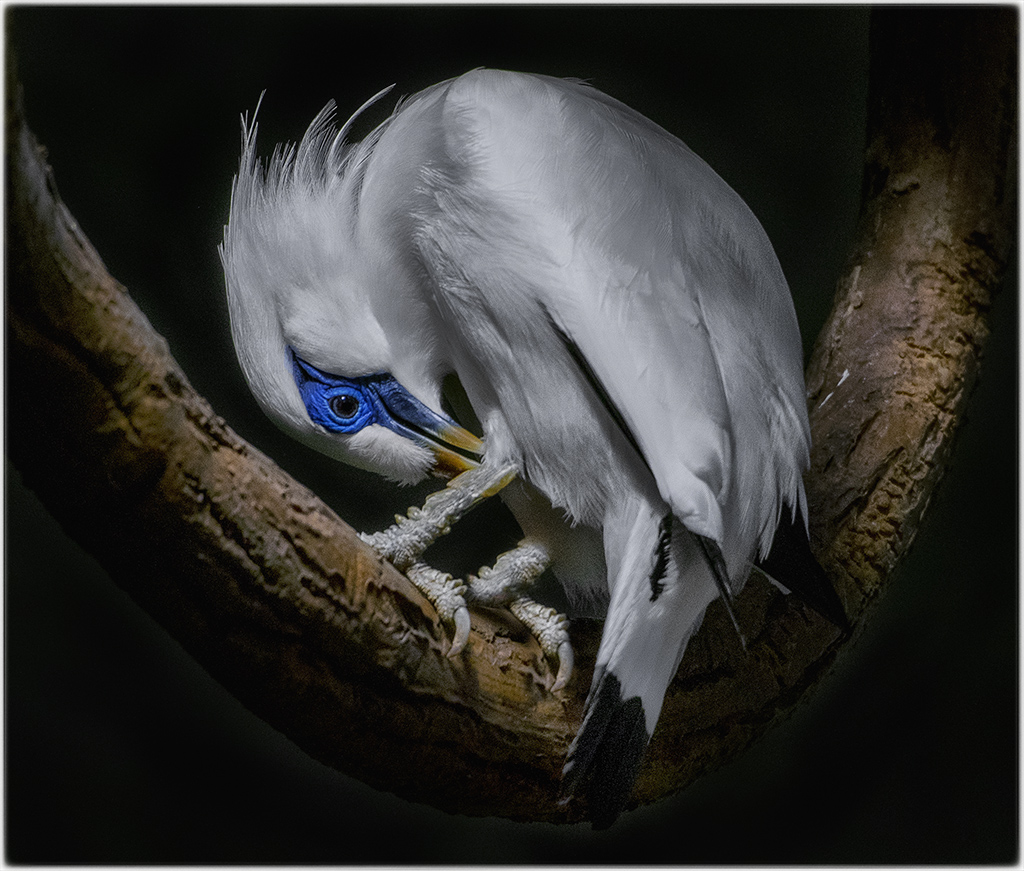 bali starling wps.jpg