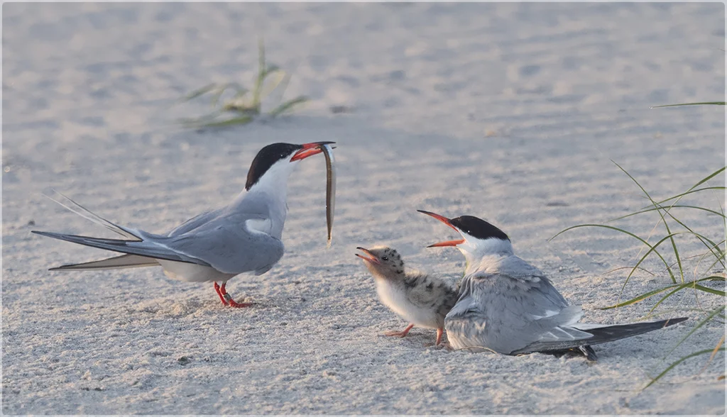 breakfast is served - anastasia tompkins.jpg