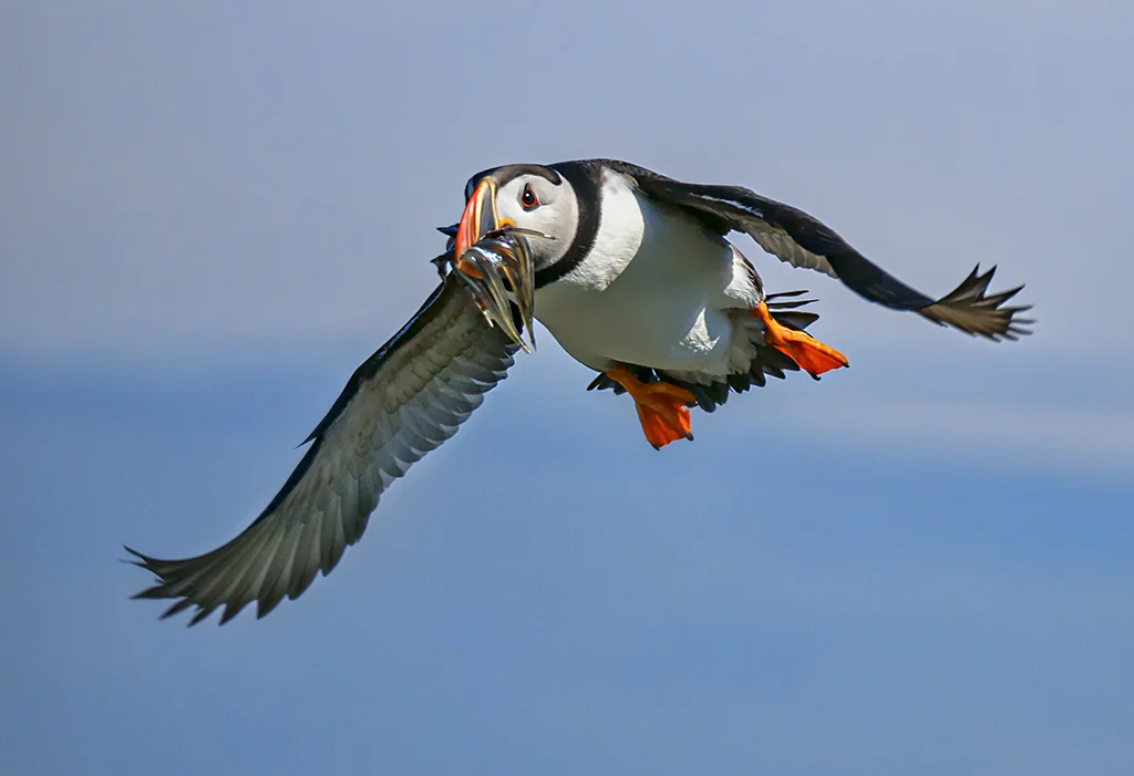 atlantic puffin - anastasia tompkins.JPG