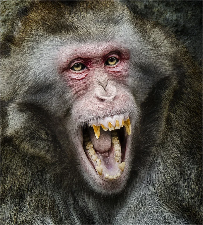 calling all dentists - anastasia tompkins.JPG