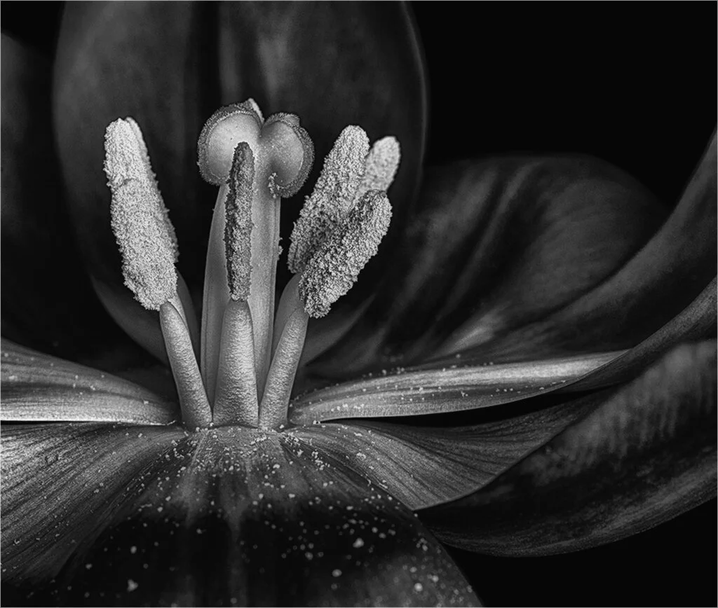 red tulip macro wps.jpg