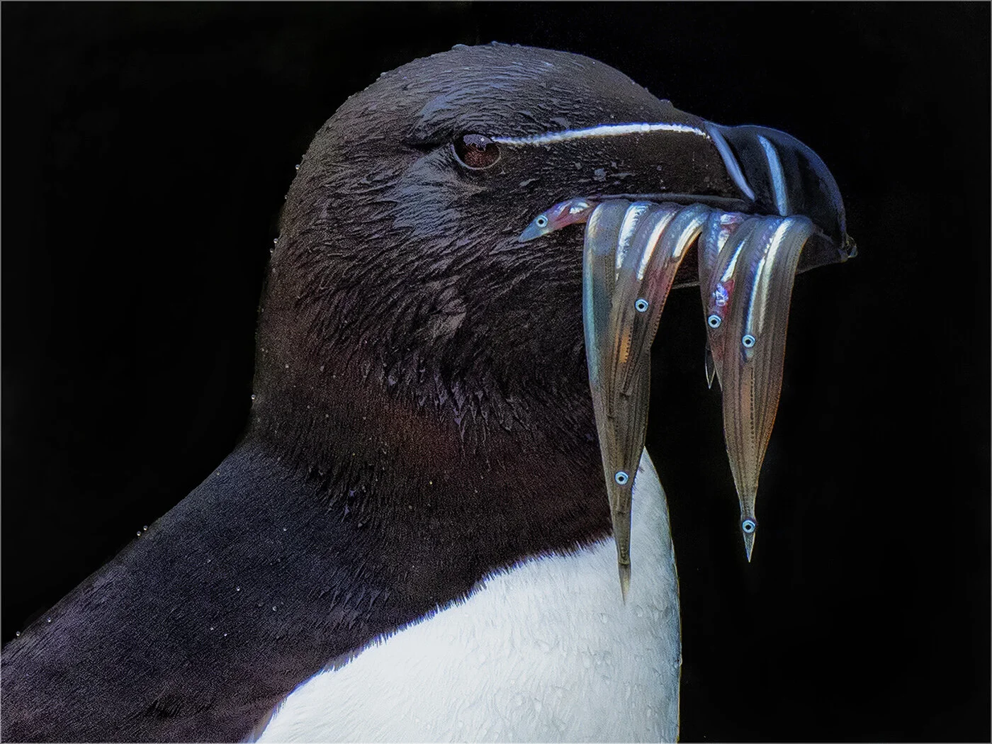 day 2 puffins2606.jpg