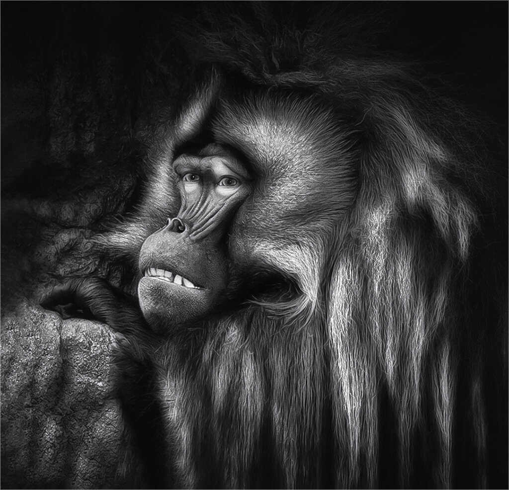 1st bronx baboon.jpg