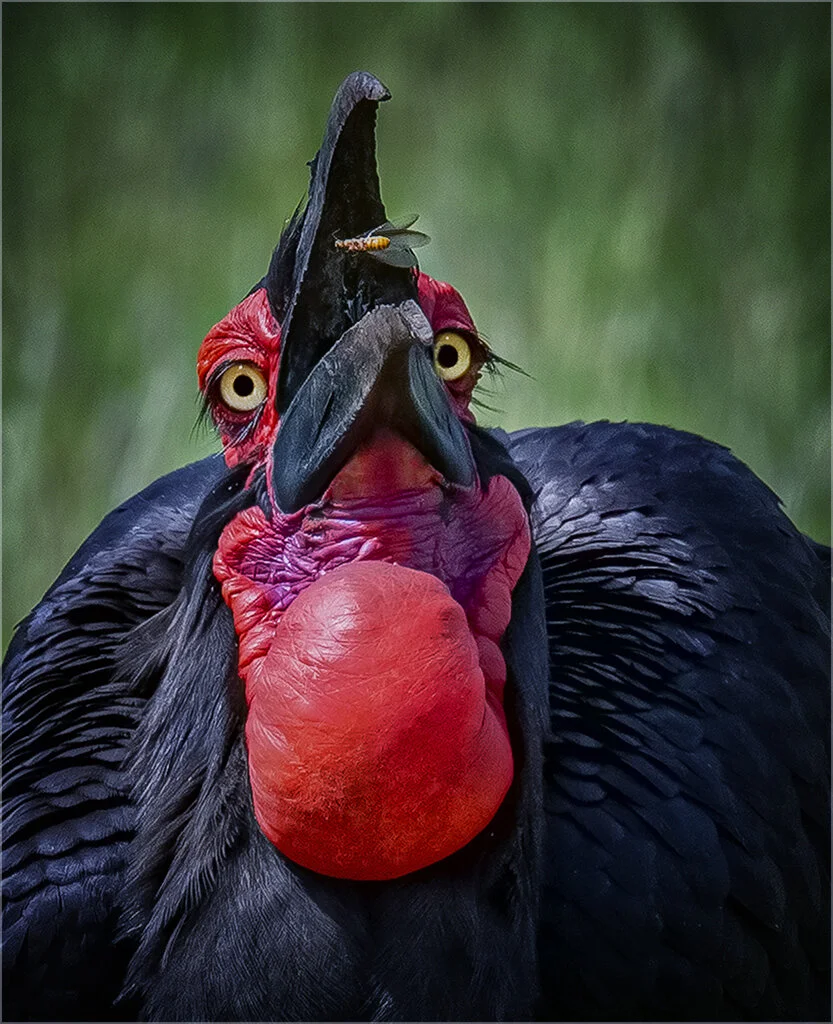 hungry hornbill tanzania.jpg