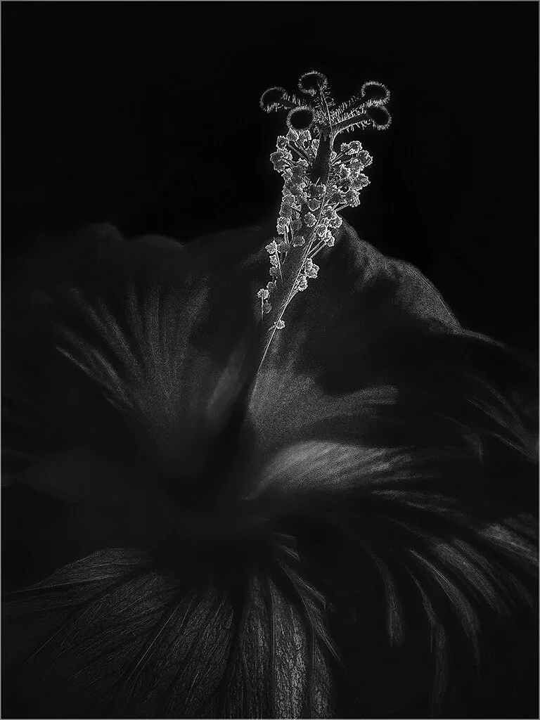 backlit hibiscus.jpg