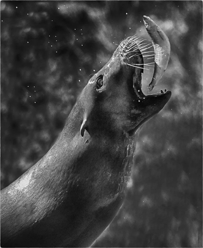 sea lion with fish zoo-Recovered.jpg