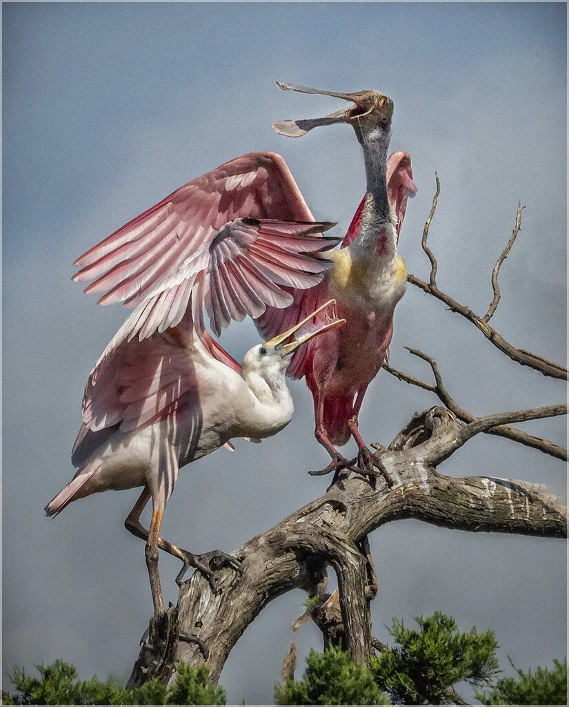 squawking roseats.jpg