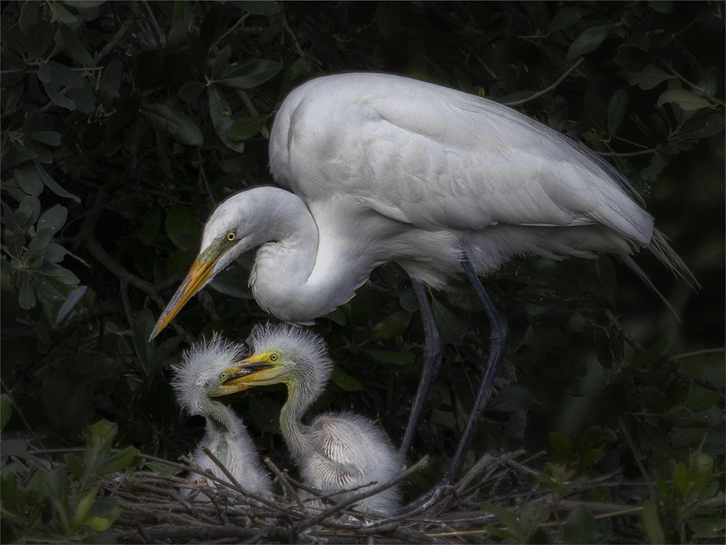 egret famliy.jpg