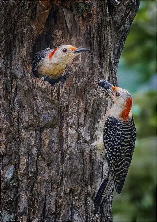 woodpecker feast.jpg